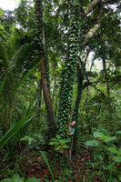 Patrick Blanc looking at a plain green bullate leaved form of the Piper fragile and Piper ornatum complexe climbing on tree trunk of a small coral island, Mbambanga, Solomon Islands, Sept. 2019