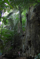 Patrick Blanc looking at a population of Arenga westerhoutii growing on vertical limestone cliff in a deep shaded gully, Railay, Krabi, Thailand, Dec 2015