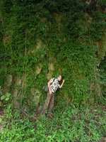 Patrick Blanc looking at a Pothos population on a limestone cliff, Krabi, Thailand, Jan 2014