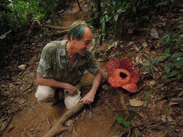 Patrick Blanc looking at a Rafflesia cantleyi flower, Royal Belum State Park, Malaysia, July 2013