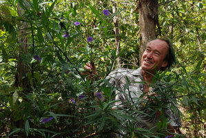 Patrick Blanc looking at a Solanum of the Solanum laciniatum alliance, Walpole, Western Australia, Nov 2011