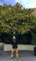 Patrick Blanc looking at a tall fruiting individual of Clerodendrum trichotomum, Paris, Dec. 2023