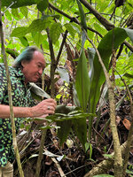 Patrick Blanc looking at a Tupistra with muricate globose fruits, this plant growing just two meters away from the vegetatively similar Hanguana, along Sungei Bertam, Ringlet, 600 m asl, Cameron Highlands, Malaysia, Sept. 2025