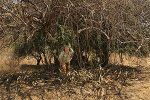 Patrick Blanc looking at a vegetative population of Sansevieria kirkii under the dappled shade of a tree, Lake Malawi NP, Aug. 2017