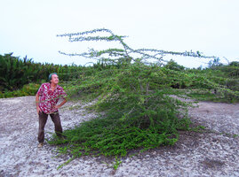 Patrick Blanc looking at Catunaregam spathulifolia exhibiting both prostrate phase and erect shrubby phase, Penarik, Trengganu, Malaysia, May 2014