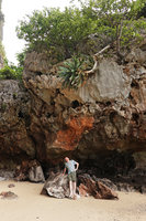 Patrick Blanc looking at Cycas clivicola emerging from a karst boulder near the sea, Railay, Krabi, Thailand, June 2019