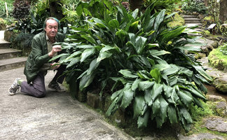 Patrick Blanc looking at different Aspidistra species, A. dolichanthera in foreground, Fairy Lake Botanical Garden, Shenzhen, China, Feb. 2019