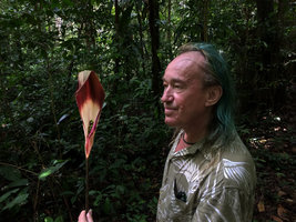 Patrick Blanc looking at Dracontium spruceanum inflorescence with bicoloured spatha, Amacayacu NP, Leticia, Colombia