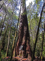 Patrick Blanc looking at Eucalyptus regnans, the tallest Flowering plant species, Mount Field, Tasmania, Jan 2014