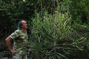 Patrick Blanc looking at Euphorbia antiquorum, Khao Sam Roi Yot NP, Thailand, March 2022
