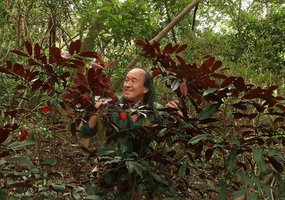 Patrick Blanc looking at Excoecaria cochinchinensis shrubs retaining their purple leaf lower surface about two meters above the forest floor, Fairy Lake Botanical Garden, Shenzhen, China, Feb. 2018