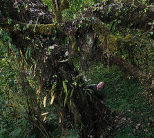 Patrick Blanc looking at ferns and Peperomia abyssinica as epiphytes on Schefflera, Harenna forest 2300 m asl, Bale NP, Ethiopia, Jan. 2019