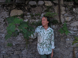 Patrick Blanc looking at Ficus carica growing on a stone wall, Como lake, Italy, June 2015
