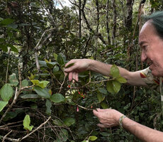 Patrick Blanc looking at flowers and fruits of Medinilla fuchsioides, Horton Plains, Sri Lanka, Nov. 2024