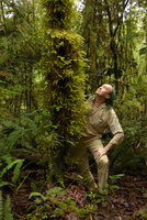 Patrick Blanc looking at giant epiphytic mosses, Rondon Ridge, 2000 m asl, Mount Hagen, Papua New Guinea, March 2016