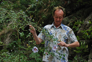 Patrick Blanc looking at Hibiscus syriacus in its native habitat, Taroko Gorge, Taiwan, Dec. 2009