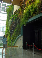 Patrick Blanc looking at his Vertical Garden, Icon hotel, Hong Kong, Oct. 2015