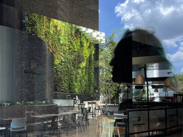 Patrick Blanc looking at his vertical garden in Capitaland on 6 Battery rd, Singapore, June 2022