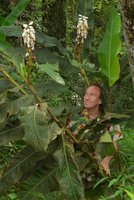 Patrick Blanc looking at huge Alpinia zerumbet, Phu Rua NP, Thailand