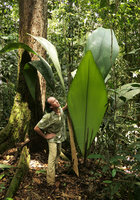 Patrick Blanc looking at Johannesteijsmannia altifrons, Endau Rompin NP, Malaysia, April 2017