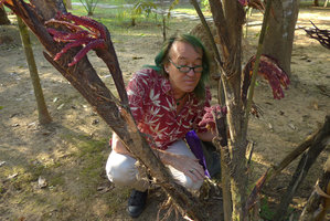 Patrick Blanc looking at male inflorescences of Arenga (syn. Wallichia) marianniae, Kanchanaburi, Thailand, Dec 2015