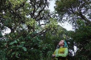 Patrick Blanc looking at Maytenus arbutifolia in full bloom in forest, Simien NP, 2700 m asl,Ethiopia, Jan. 2019