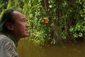 Patrick Blanc looking at Mucuna bennettii inflorescences in its riparian habitat, Karawari, Sepik, Papua New Guinea, March 2016
