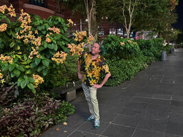 Patrick Blanc looking at Mussaenda &#039;Calcutta Sunset&#039; in Singapore, April 2025