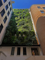 Patrick Blanc looking at one of his new vertical gardens in Paris during a heat wave, July 2026