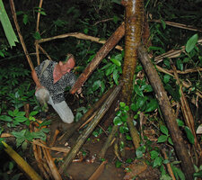 Patrick Blanc looking at Pandanus roots, Sabang, Palawan, Philippines