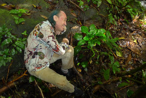 Patrick Blanc looking at Pentastemona egregia just after feeding the greedy mosquitoes by a rainy day, Anai Valley, West Sumatra, Dec. 2016