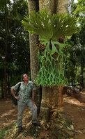 Patrick Blanc looking at Platycerium holttumii, Kaeng Krachan NP, Thailand, March 2022