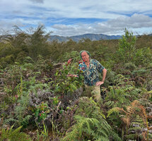 Patrick Blanc looking at Poikilogyne arfakensis in a degraded recurrently burnt savanna invaded by bracken fern and Naeckea frutescens , Anggi Lakes, Arfak Mts, West Papua, May 2025