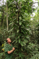Patrick Blanc looking at Rhaphidophora africana climbing along a tree trunk, Campo, Cameroon, March 2018