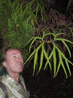 Patrick Blanc looking at Sticherus flagellaris, Plaine des Palmistes, La Reunion, Oct. 2015