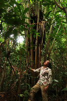 Patrick Blanc looking at tha about 25 m tall leaves of Raphia regalis, Ebodje, Campo, Cameroon, March 2018