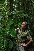 Patrick Blanc looking at the big leaves of Rhodospatha wendlandii, Mountain Pine Ridge Reserve, Belize, Jan. 2020