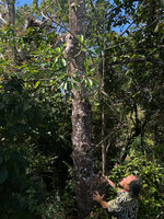 Patrick Blanc looking at the big tuberous base and long hanging stems of Myrmecodia cf. tuberosa, Lake Ira Lalaro banks, Malahara, Nino Konis Santana NP, Timor-Leste, Aug. 2026