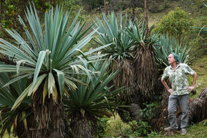 Patrick Blanc looking at the bright glaucous leaves of Furcraea quicheensis with branched inflorescences bearing ripe open capsules, Nebaj, Quiche, Guatemala, Dec. 2019