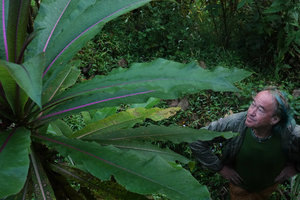 Patrick Blanc looking at the bright light purple veins of Lobelia giberroa in Harenna forest, 2300 m asl, Bale NP, Ethiopia, Jan. 2019