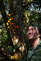 Patrick Blanc looking at the bright orange fruits of Synechanthus fibrosus, Ram Tzul Natural Reserve, Baja Verapaz, Guatemala, Jan. 2020