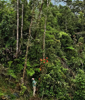 Patrick Blanc looking at the bright orange inflorescences of the climbing epiphytic Begonia oxysperma, Banaue, 1700 m asl, Luzon, Philippines, April 2026