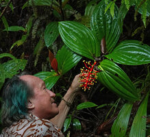 Patrick Blanc looking at the bright red inflorescence axes of Medinilla cf. teysmannii, Manusela NP, 1 000 m asl, Seram, Moluccas, April 2024