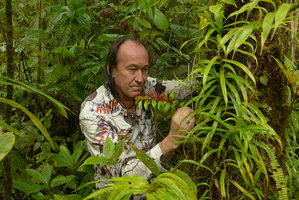 Patrick Blanc looking at the bright red stems and spadices of Peperomia lasiostigma, Des Voeux peak, Taveuni, Fiji, Aug. 2016