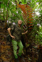Patrick Blanc looking at the bright red young leaf of Welfia rgia, El Amargal, Arusi, Choco, Colombia, Nov. 2016