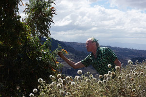 Patrick Blanc looking at the Buddleja polystachya panicles just behind Echinops macrochaetus, Oromia, Ethiopia, Jan. 2019
