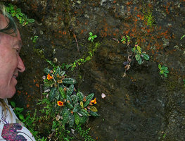 Patrick Blanc looking at the bullate leaves and bright orange flowers of Gesneria shaferi on a vertical seeping rock, La Farola, Baracoa, Cuba, Feb. 2017