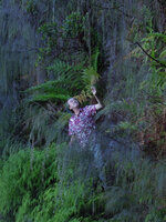 Patrick Blanc looking at the cascading Baeckea linifolia beside a waterfall, Blue Mountains, NSW, Australia, Jan 2014