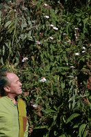 Patrick Blanc looking at the climbing Convolvulus kilimandschari, Simien NP, Ethiopia, Jan. 2019