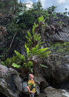 Patrick Blanc looking at the clumps of Drynaria quercifolia on the vertical karst cliff, Lagen, El Nido, Palawan, Philippines, April 2026